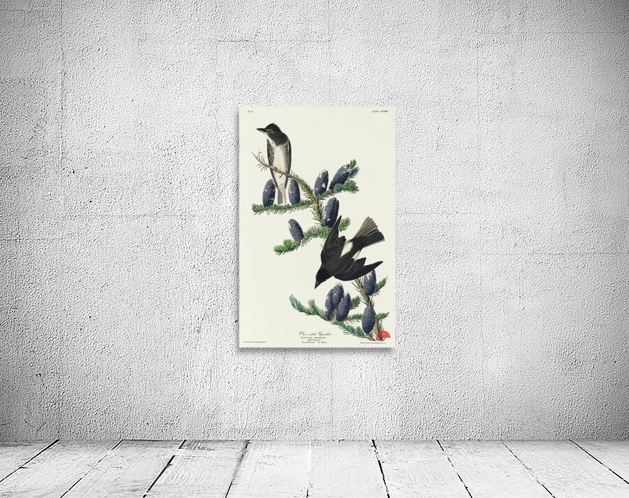 Olive sided Flycatcher Wall Preview