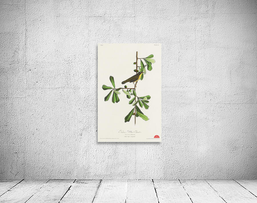 Roscoes Yellow-throat Wall Preview