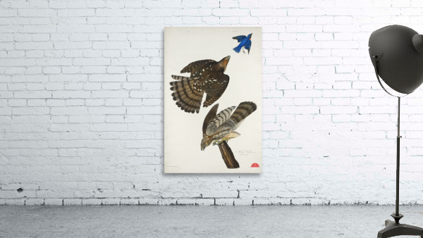 Stanley Hawk Wall Preview