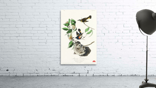 American Redstart Wall Preview