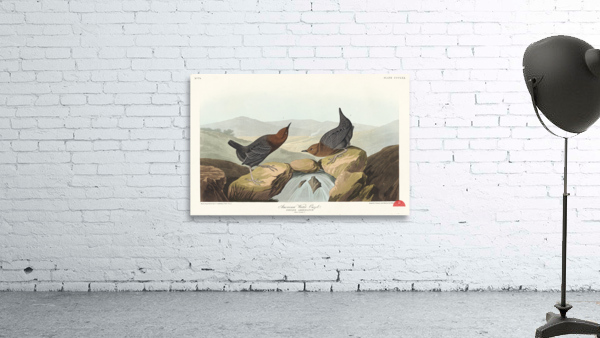 American Redstart Wall Preview