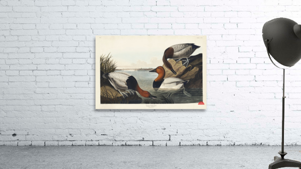 American Redstart Wall Preview