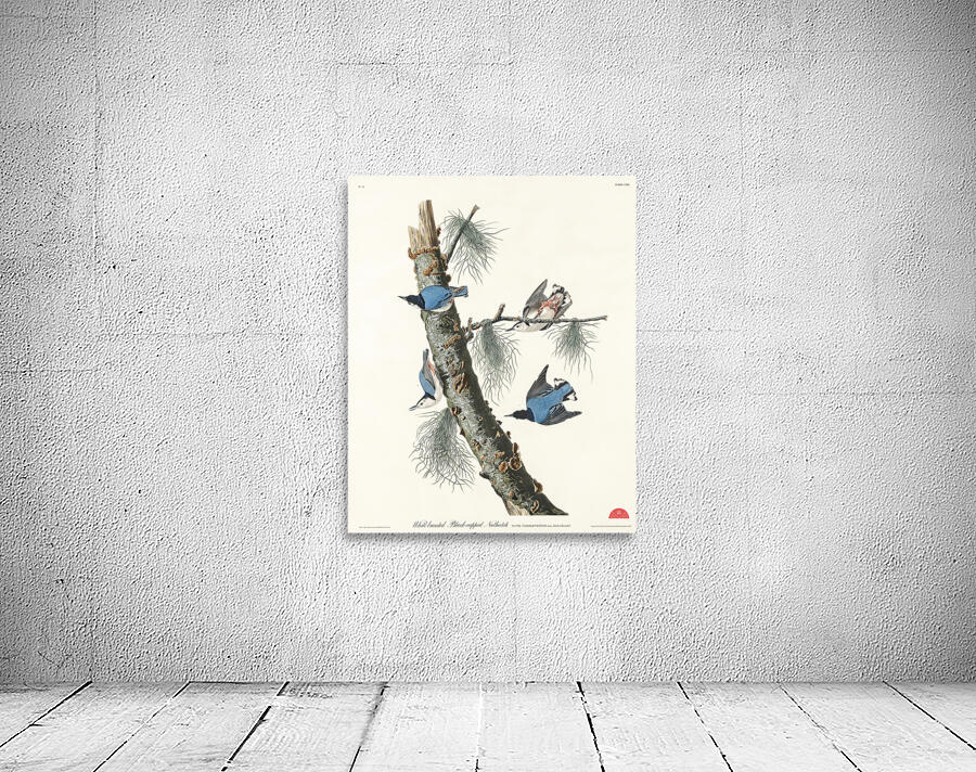 White-breasted Black-capped Nuthatch Wall Preview