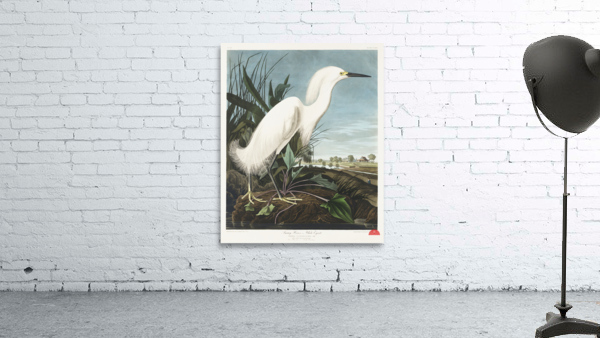 Snowy Heron or White Egret Wall Preview