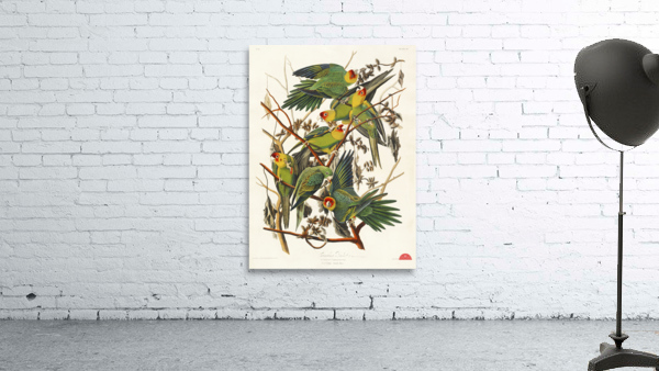 Carolina Parrot Wall Preview