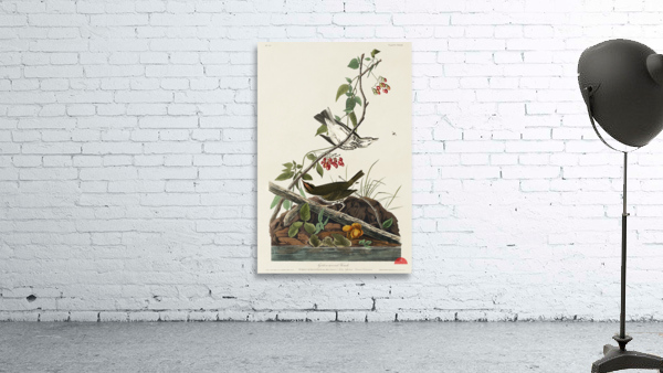 Golden-crowned Thrush Wall Preview