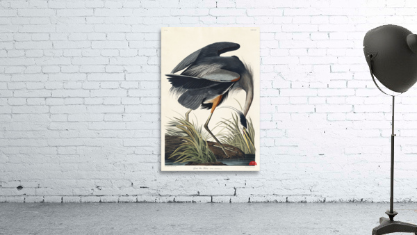 Golden-crowned Thrush Wall Preview