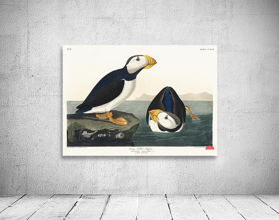 Large billed Puffin Wall Preview