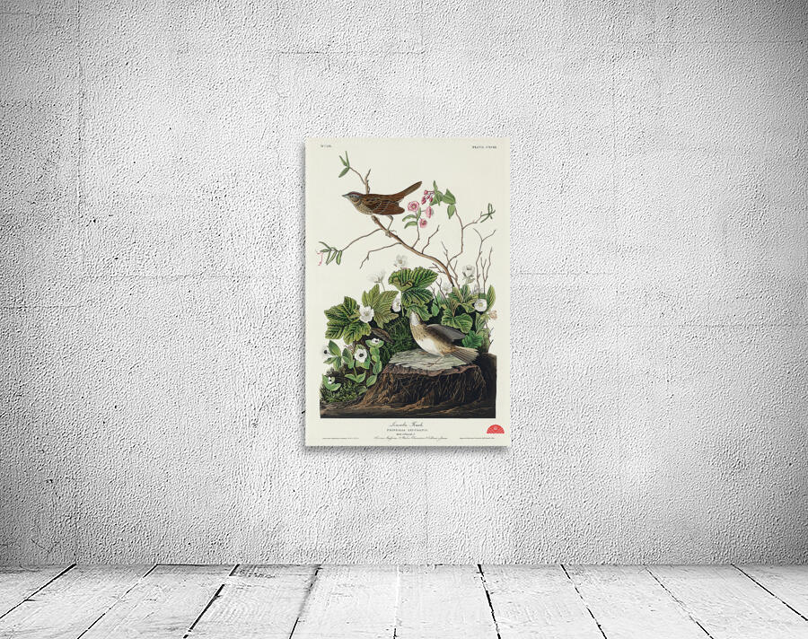 Lincoln Finch Wall Preview