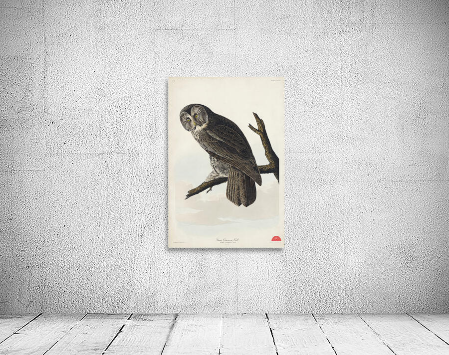 Great Cinereous Owl Wall Preview