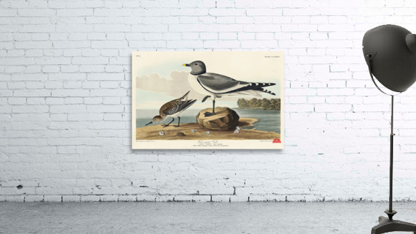 Fork-tailed Gull Wall Preview