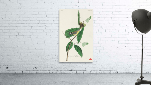 Black & Yellow Warbler Wall Preview