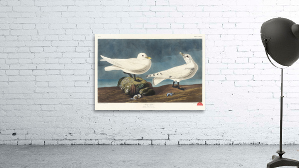 Ivory Gull Wall Preview