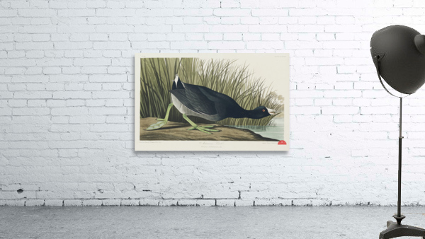 American Coot Wall Preview