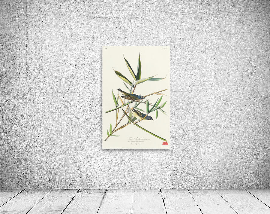 Vireo Solitarius Wall Preview