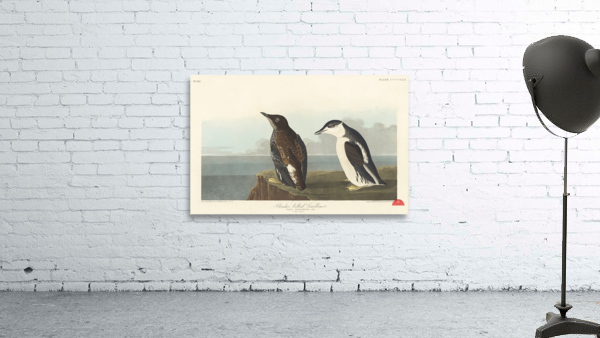 Slender-billed Guillemot Wall Preview