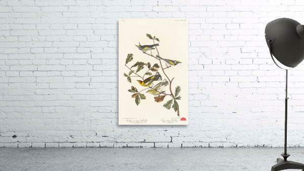 Golden-winged Warbler and Cape May Warbler Wall Preview