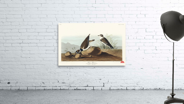 Ring Plover Wall Preview