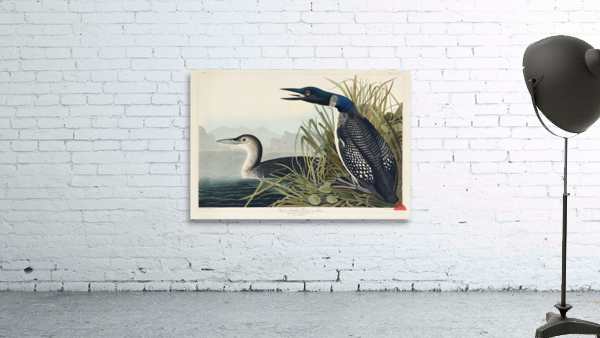 Great Northern Diver or Loon Wall Preview