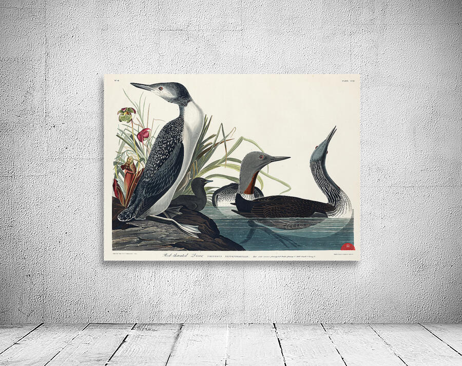 Red-Throated Diver Wall Preview