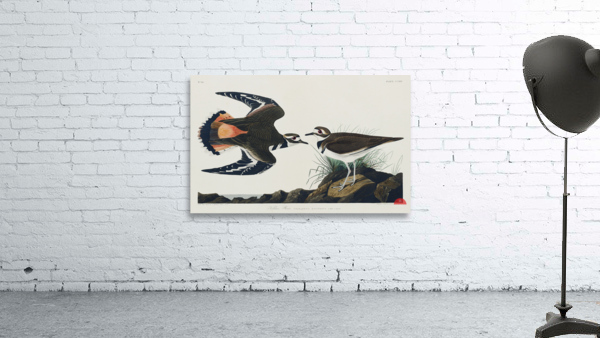 Kildeer Plover Wall Preview