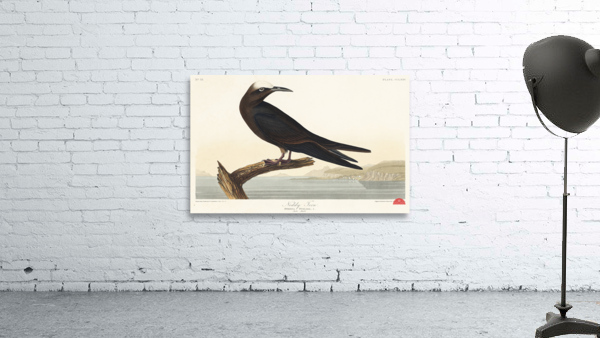 Noddy Tern Wall Preview