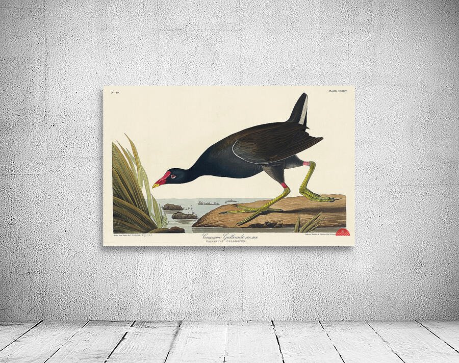 Common Gallinule Wall Preview