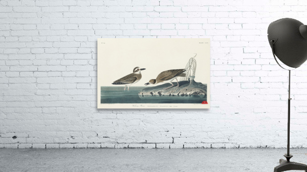 Wilsons Plover Wall Preview