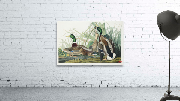 Mallard Duck Wall Preview