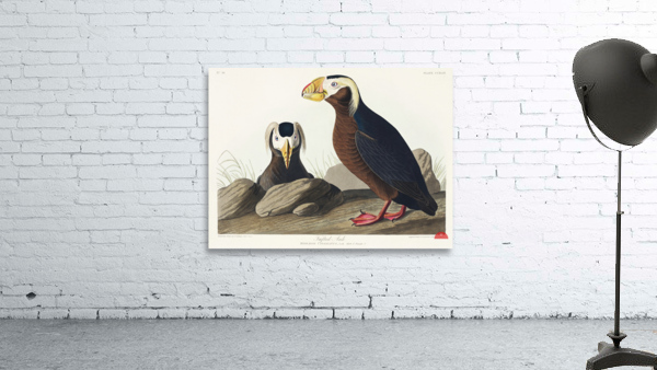 Tufted Auk Wall Preview