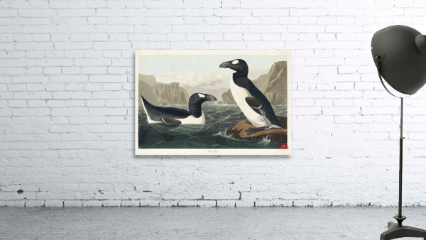 Great Auk Wall Preview