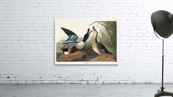 Shoveller Duck Wall Preview