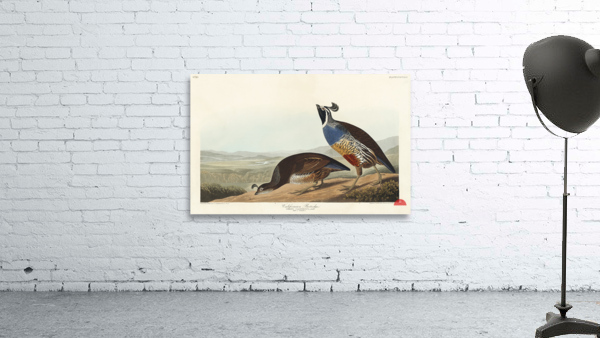 California Partridge Wall Preview