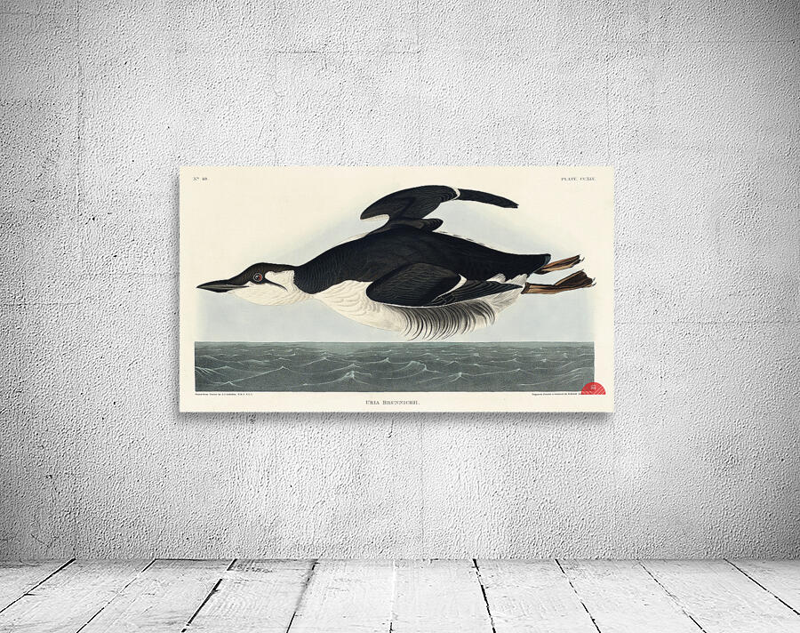 Uria Brunnichi Wall Preview