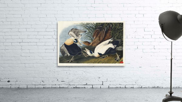 Eider Duck Wall Preview