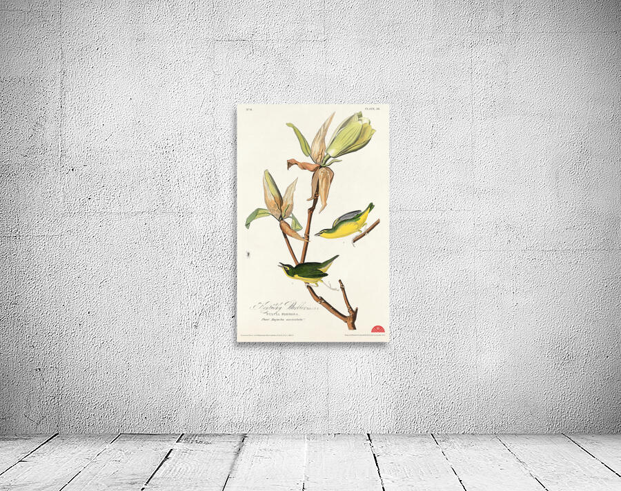 Kentucky Warbler Wall Preview