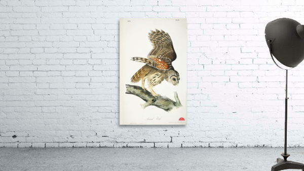 Barred Owl Wall Preview