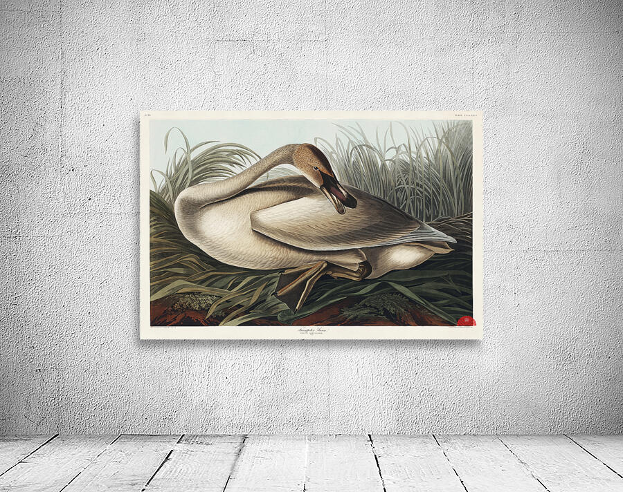 Trumpeter Swan Wall Preview