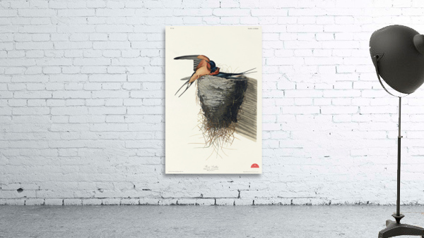 Barn Swallow Wall Preview