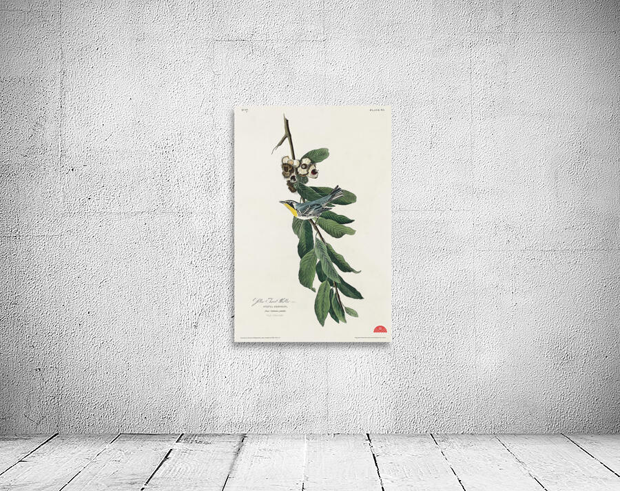 Yellow Throated Warbler Wall Preview