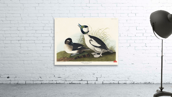 Buffel-headed Duck Wall Preview