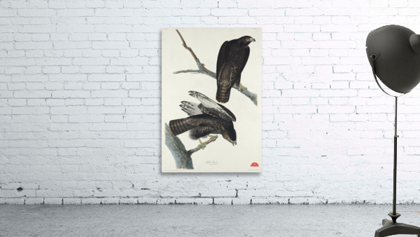 Black Warrior Wall Preview