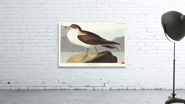 Wandering Shearwater Wall Preview