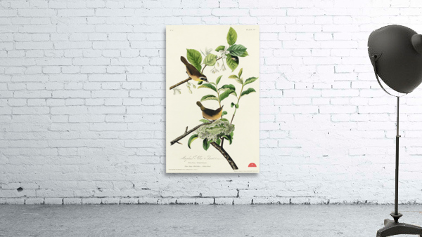 Wandering Shearwater Wall Preview