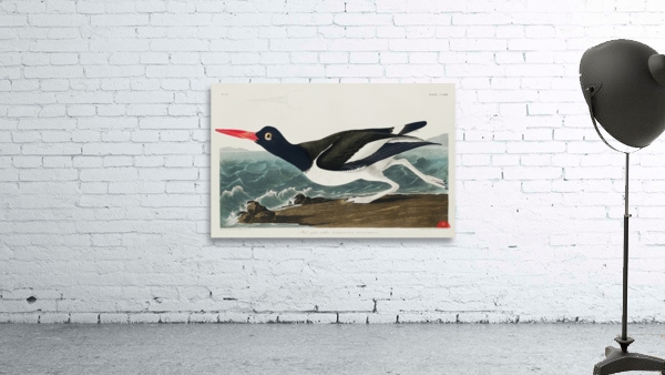 Wandering Shearwater Wall Preview