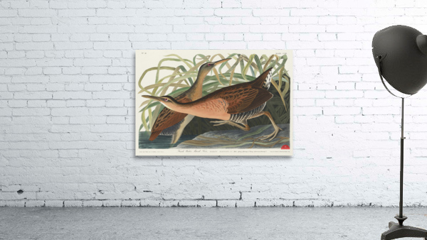 Fresh Water Marsh Hen Wall Preview