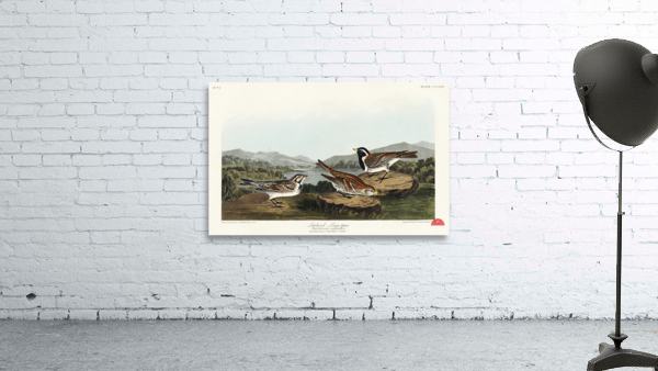 Lapland Long-spur Wall Preview