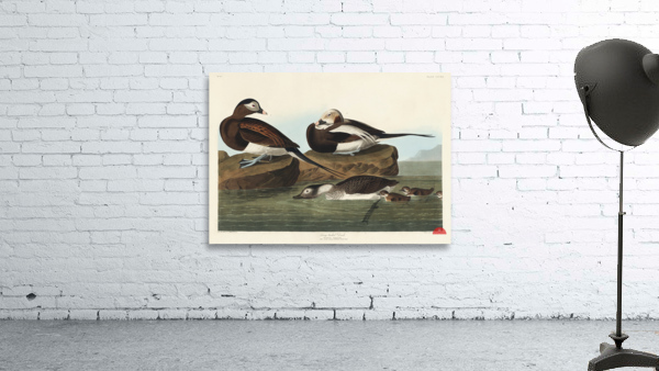 Long-tailed Duck Wall Preview