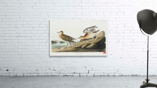 Buff breasted Sandpiper Wall Preview