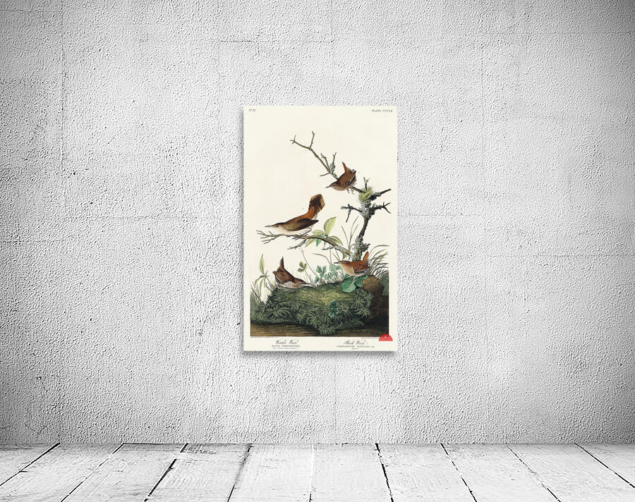 Winter Wren and Rock Wren Wall Preview